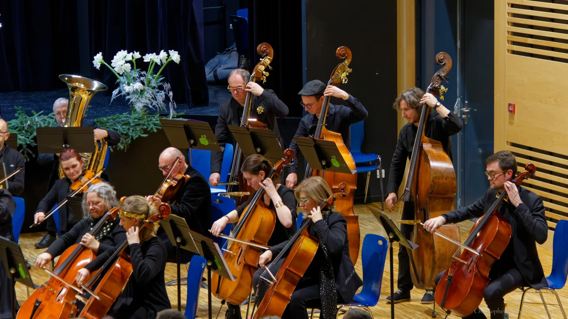 Violoncelles et contrebasses